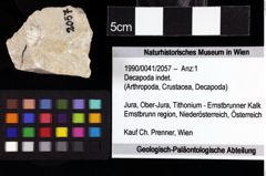 Foto (Objket + Etiketten) von Decapoda indet. 